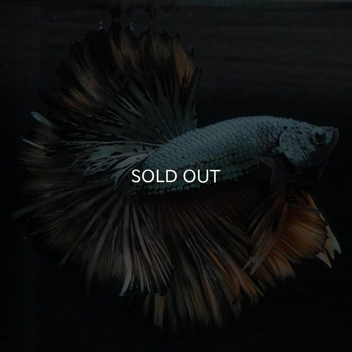 画像2: HM イエローカッパー (2)