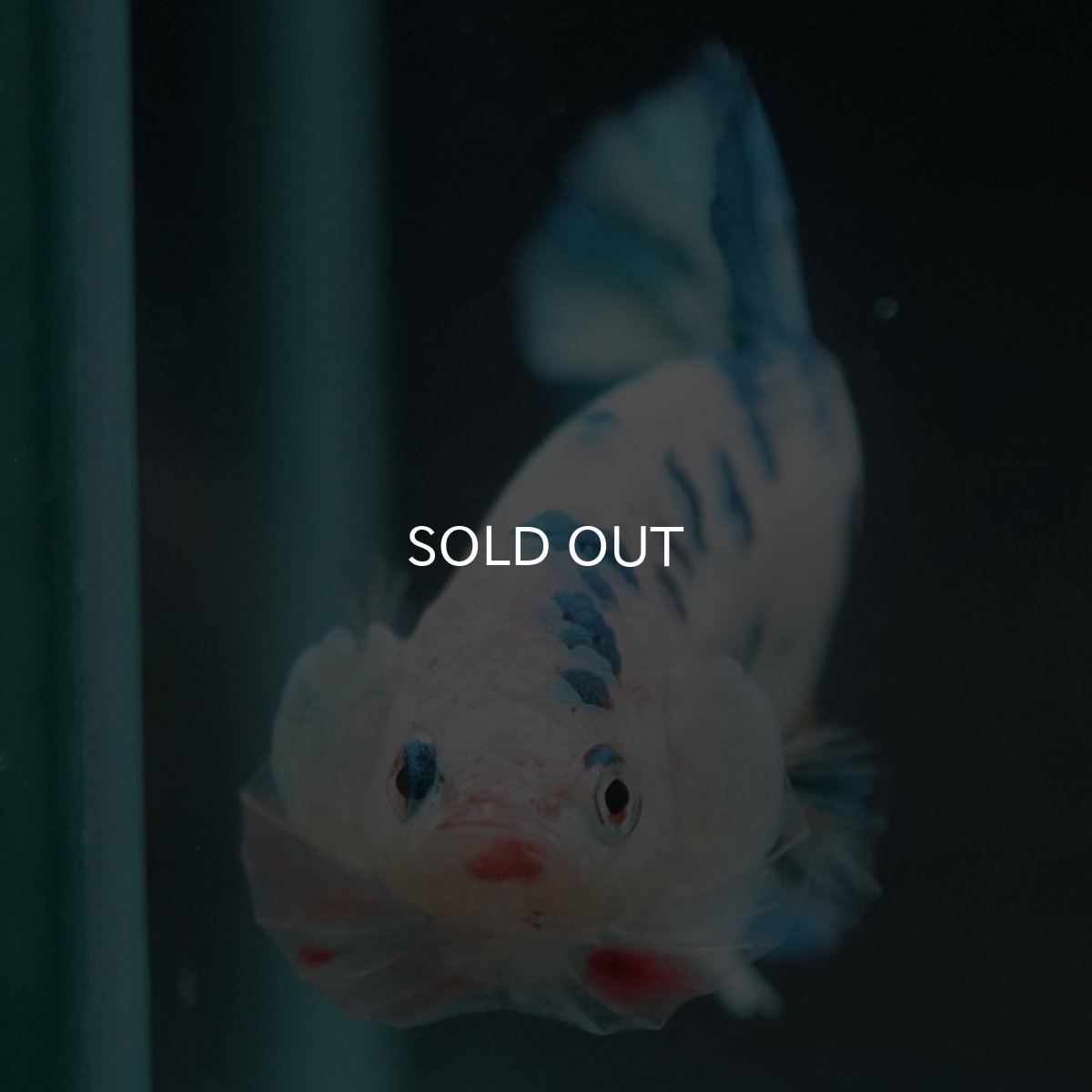 画像3: HMPK ホワイトブルーマーブル (3)