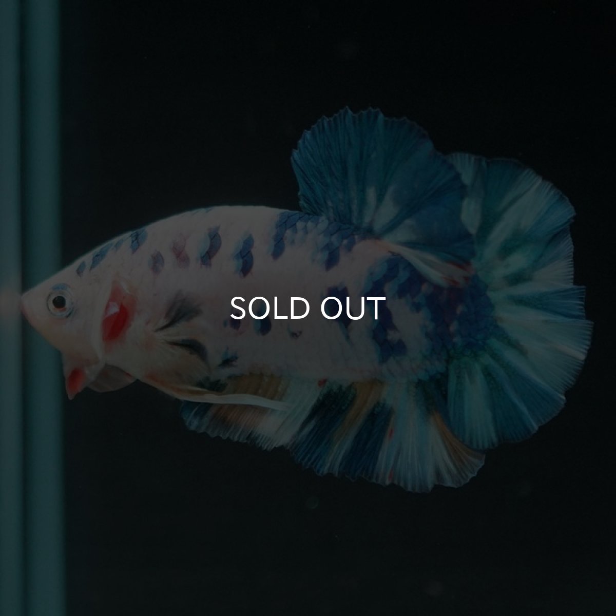 画像8: HMPK ホワイトブルーマーブル (8)