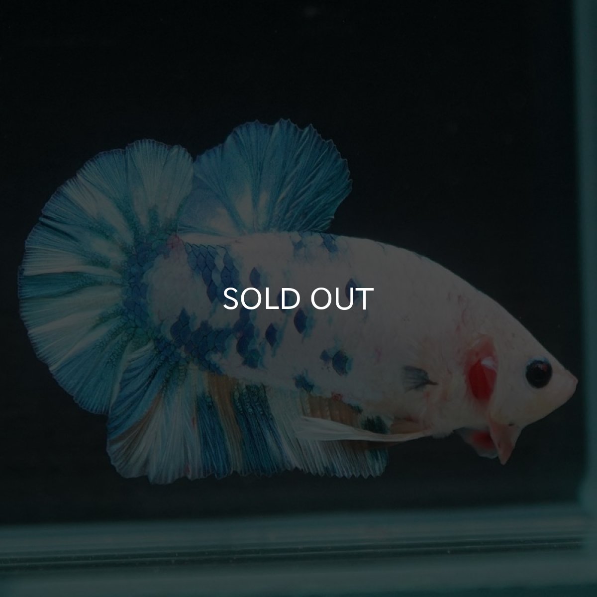 画像6: HMPK ホワイトブルーマーブル (6)