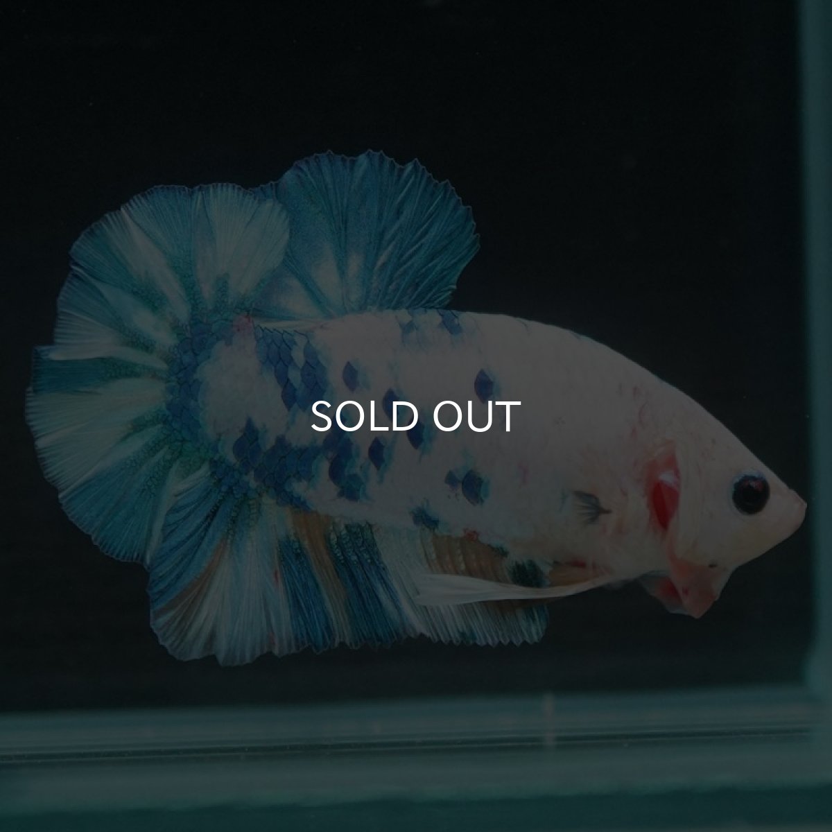 画像4: HMPK ホワイトブルーマーブル (4)