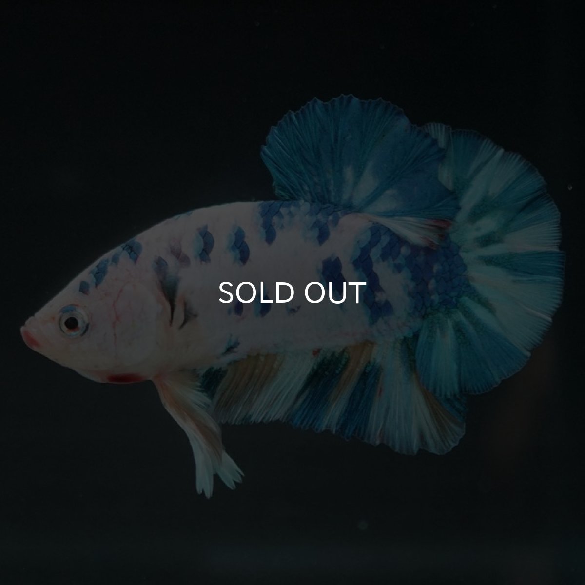 画像7: HMPK ホワイトブルーマーブル (7)