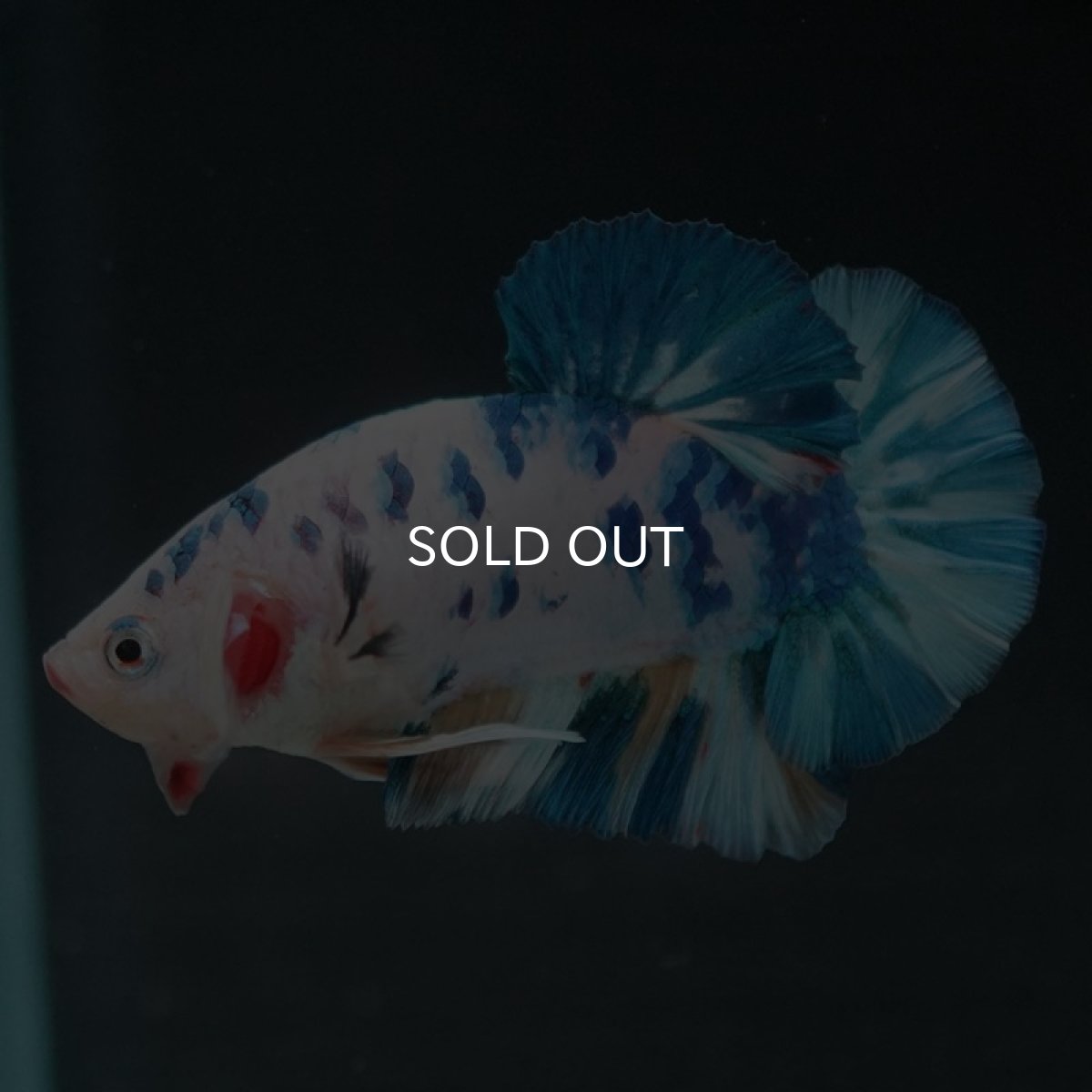 画像2: HMPK ホワイトブルーマーブル (2)