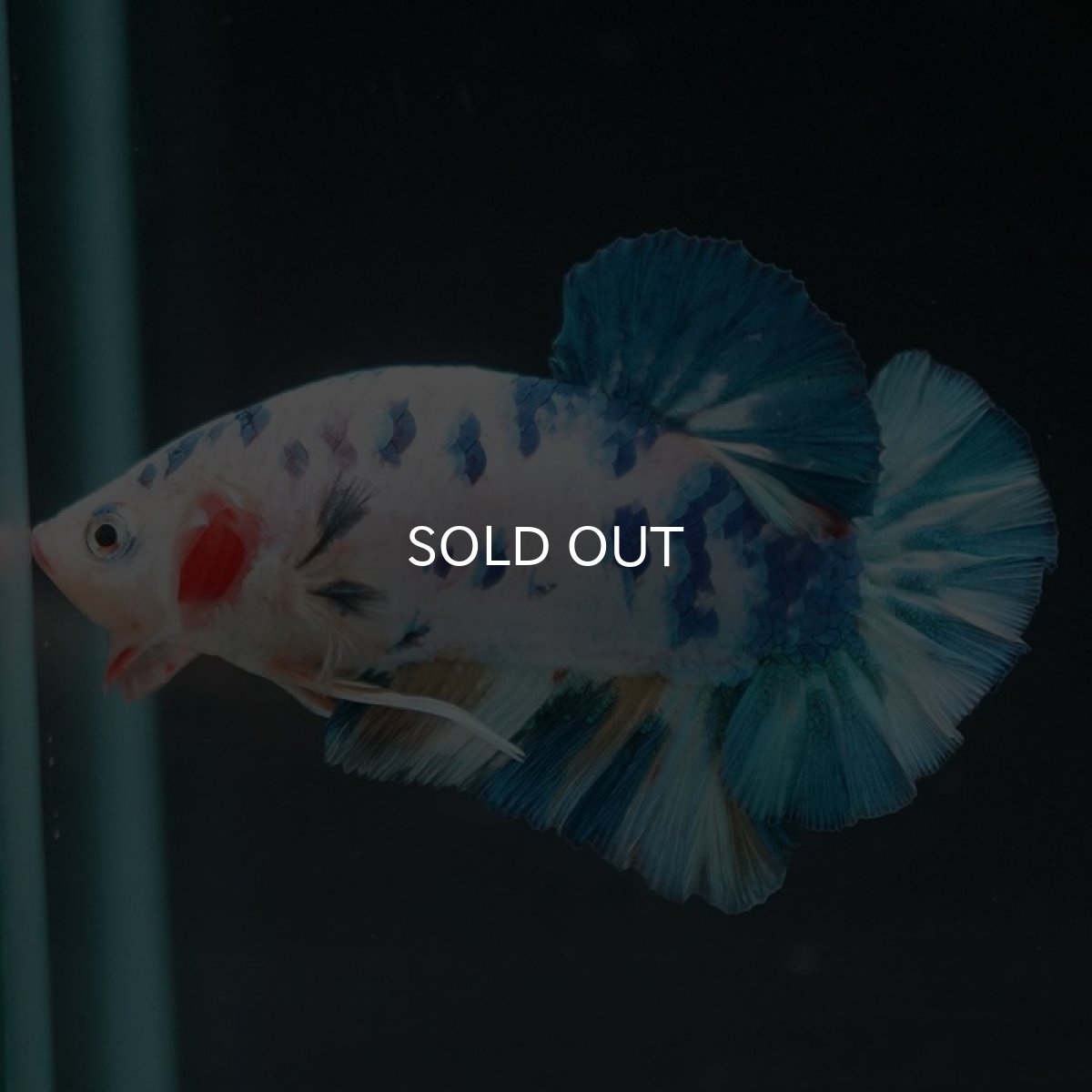 画像5: HMPK ホワイトブルーマーブル (5)