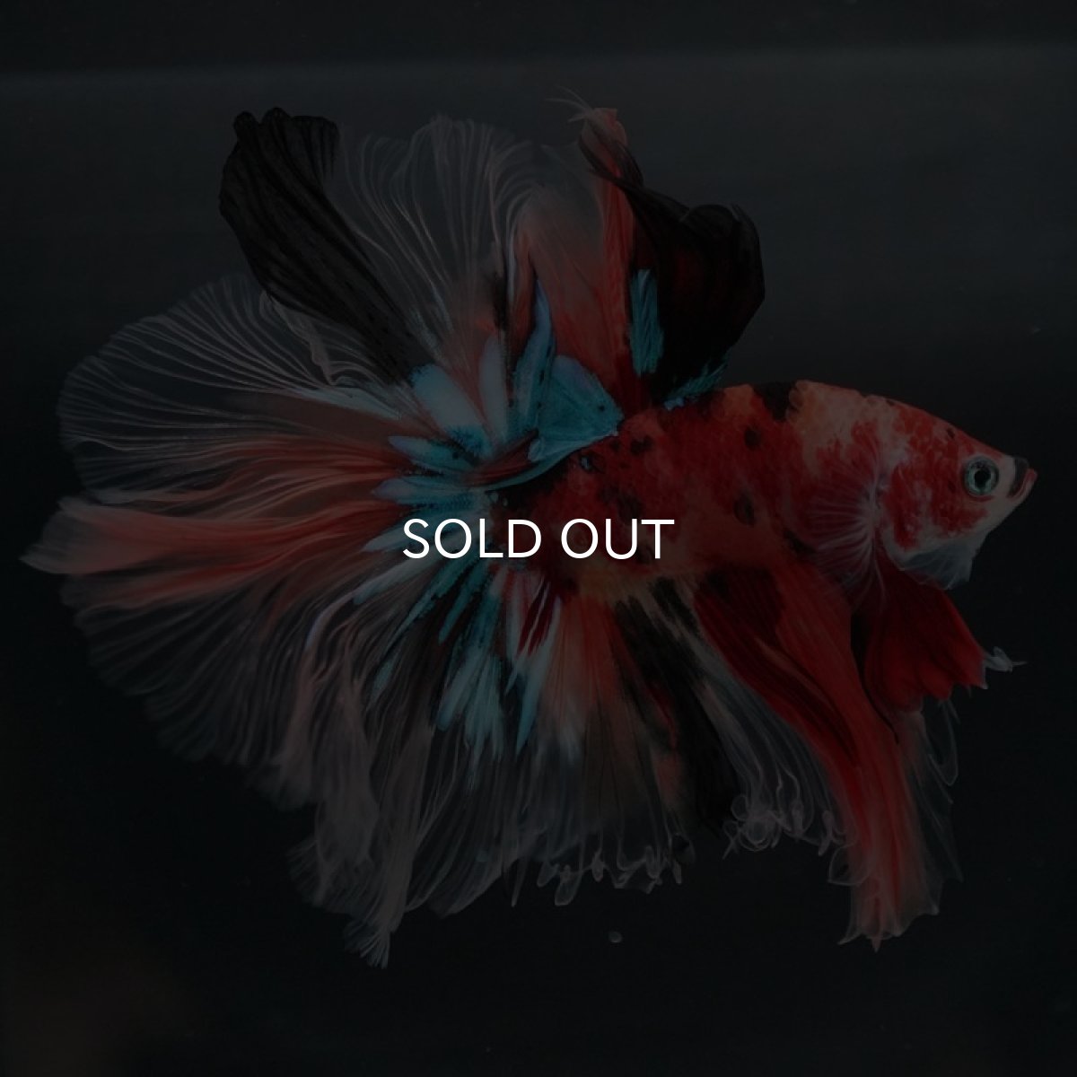 画像5: HM キャンディギャラクシー ローズテール (5)