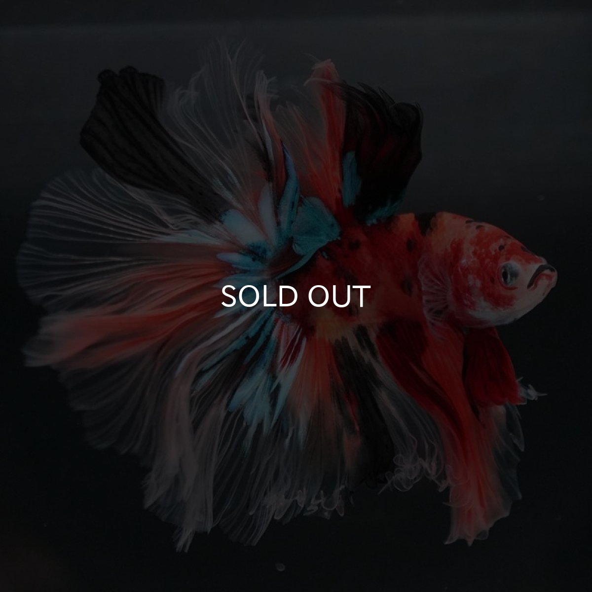 画像3: HM キャンディギャラクシー ローズテール (3)