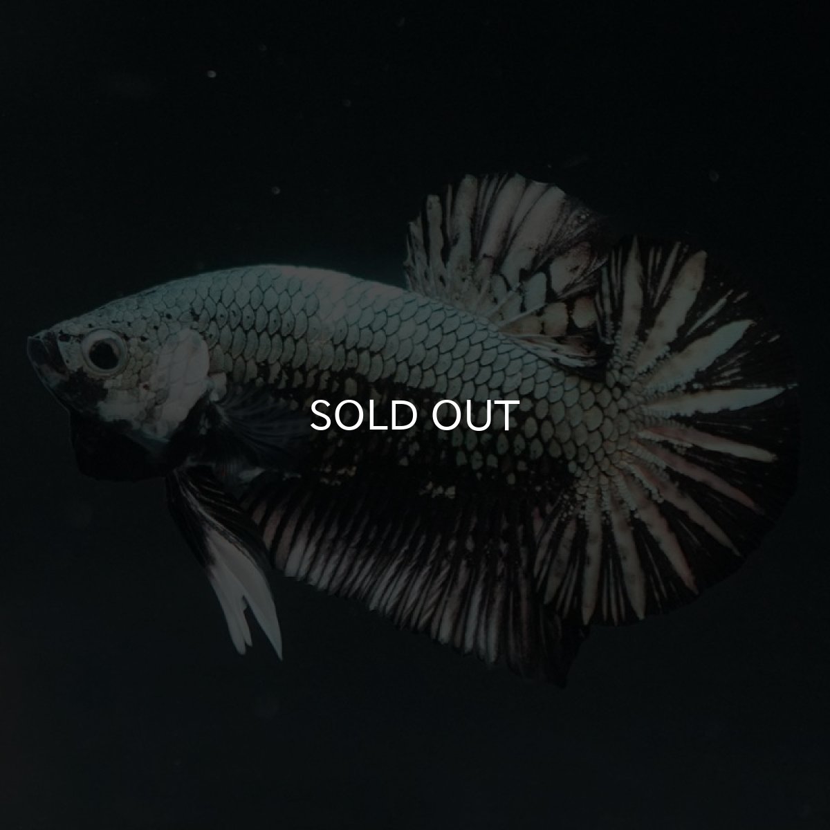 画像7: HMPK ブラックカッパー (7)