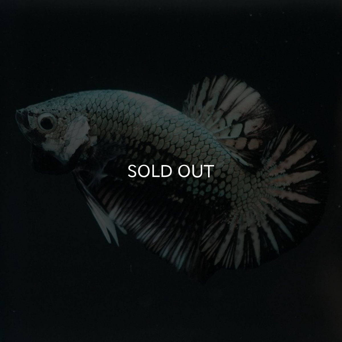 画像6: HMPK ブラックカッパー (6)