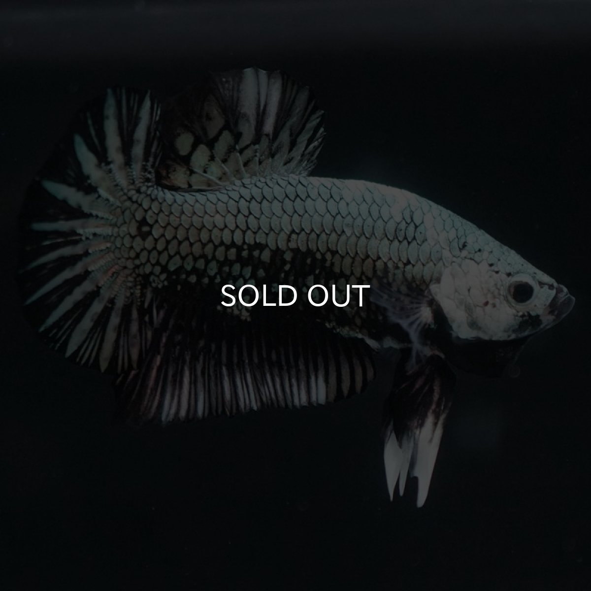 画像5: HMPK ブラックカッパー (5)