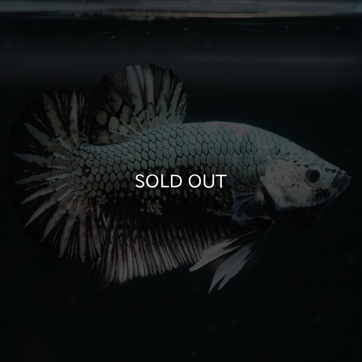 画像2: HMPK ブラックカッパー (2)