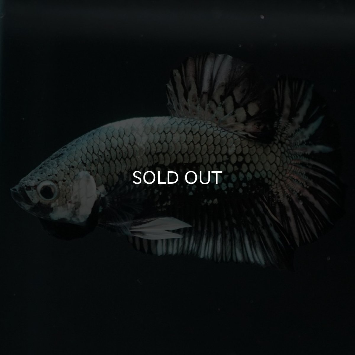 画像4: HMPK ブラックカッパー (4)