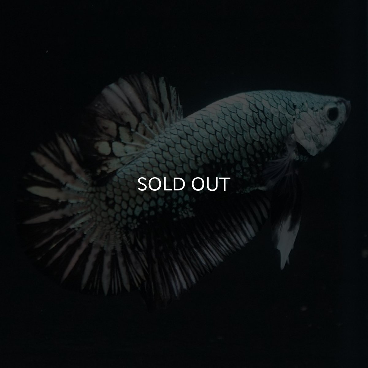 画像3: HMPK ブラックカッパー (3)