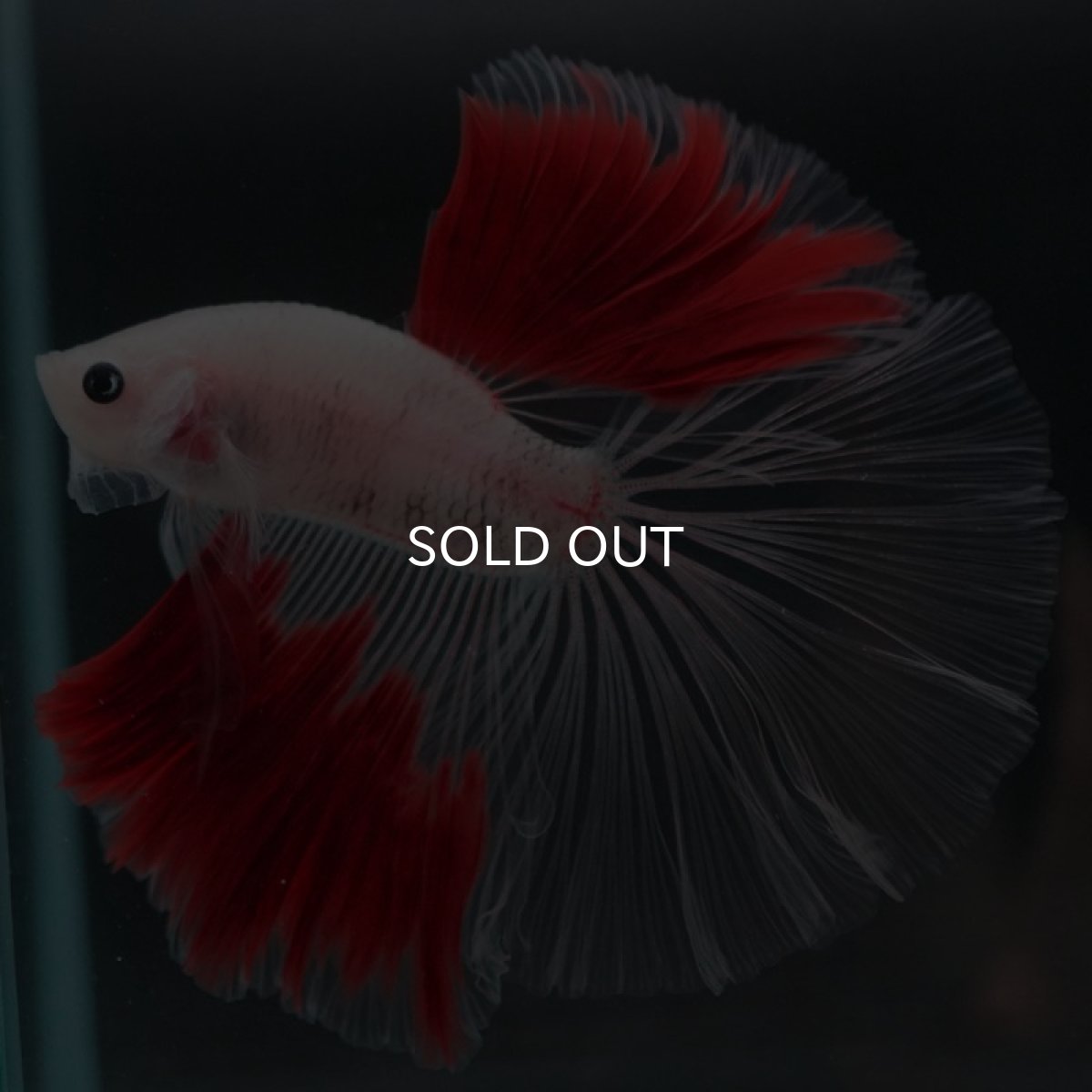 画像5: HM 紅白 クリアフィン (5)