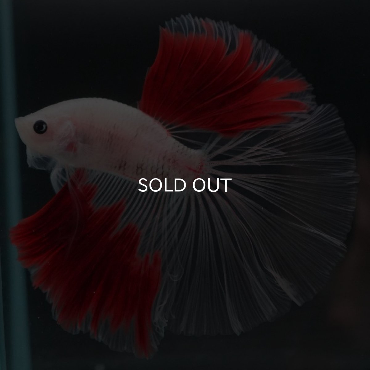 画像3: HM 紅白 クリアフィン (3)