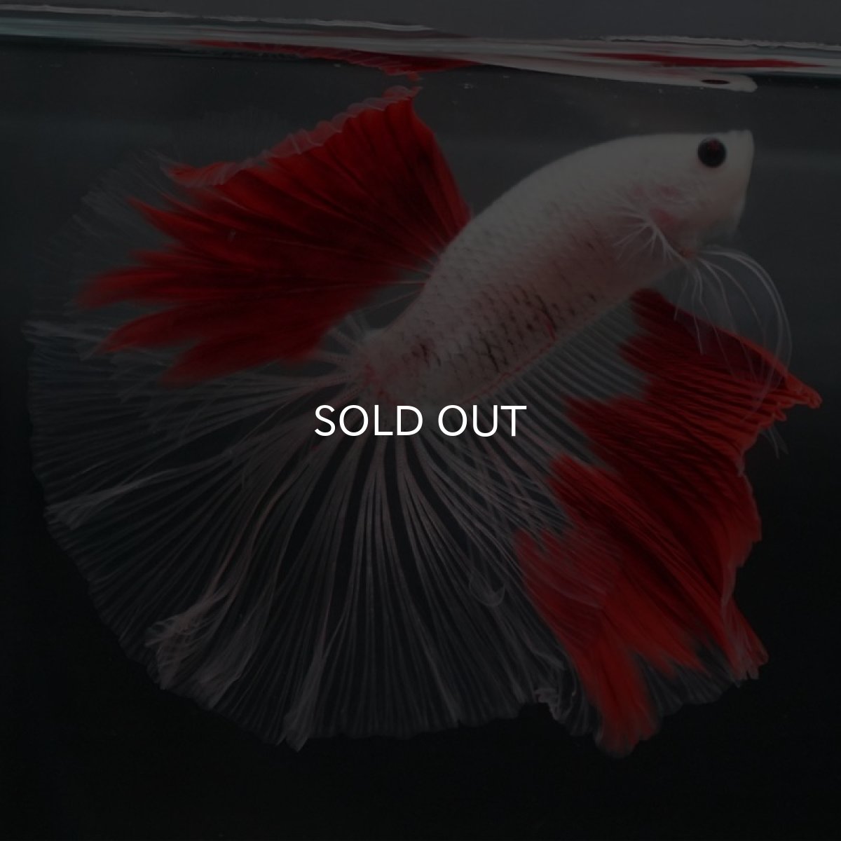 画像2: HM 紅白 クリアフィン (2)