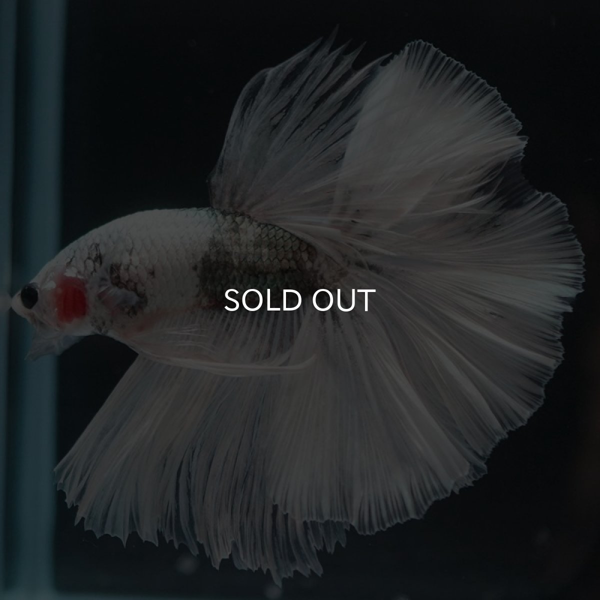 画像4: HM ホワイトカッパー (4)