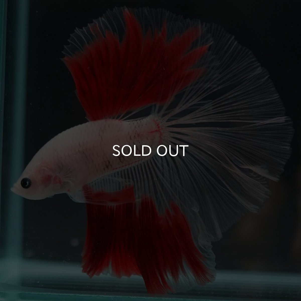 画像7: HM 紅白 クリアフィン (7)