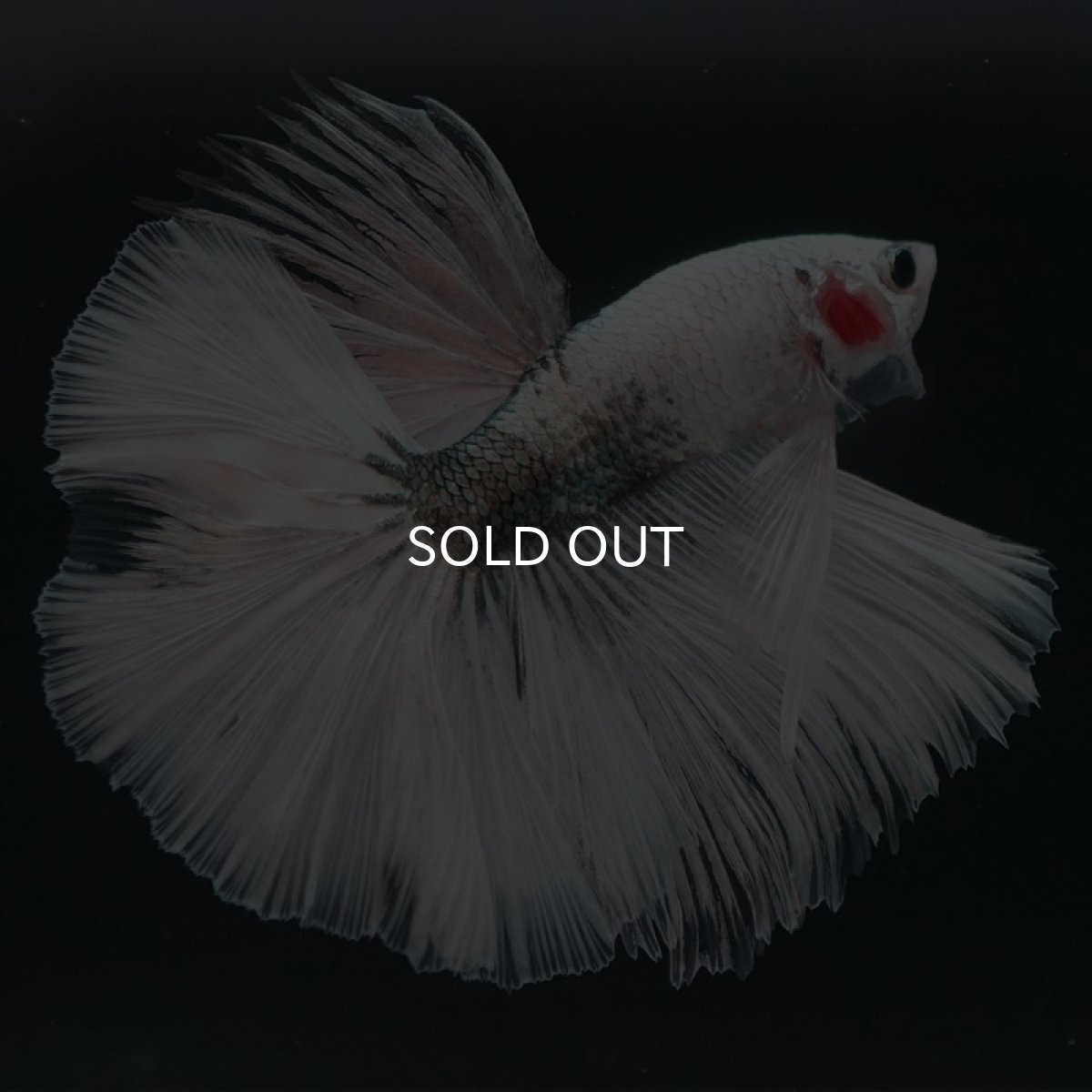 画像2: HM ホワイトカッパー (2)