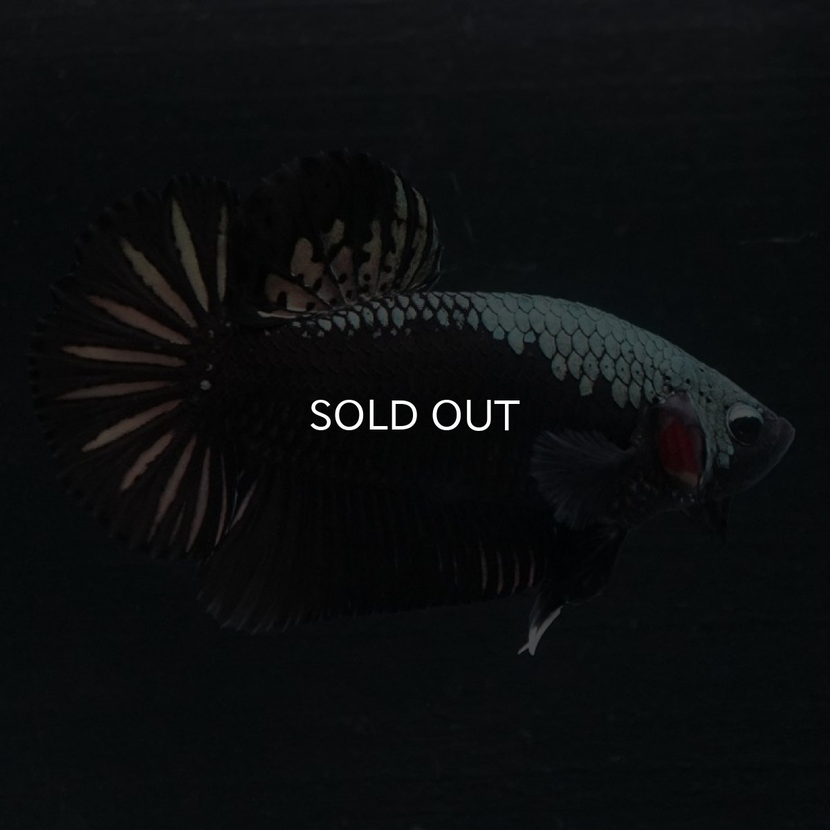 画像3: HMPK ブラックサムライ (3)