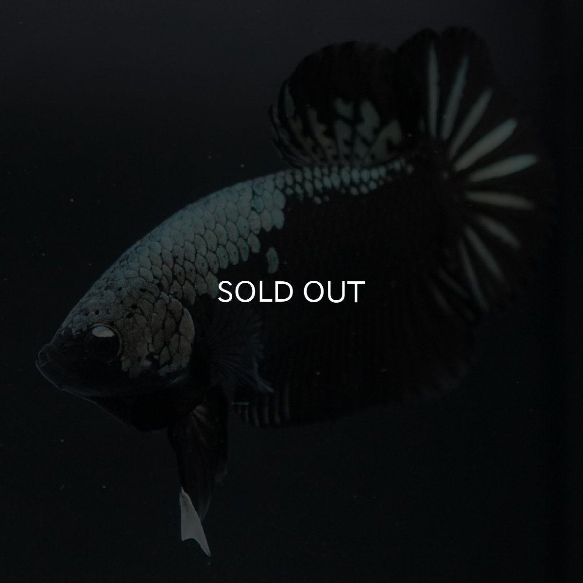 画像2: HMPK ブラックサムライ (2)