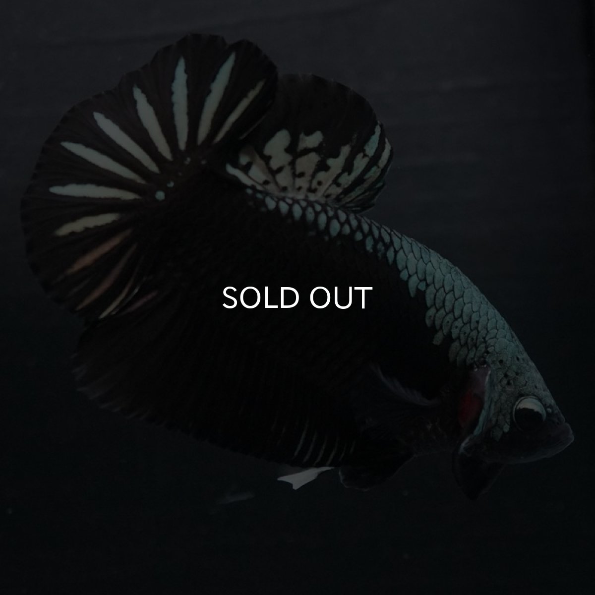 画像5: HMPK ブラックサムライ (5)