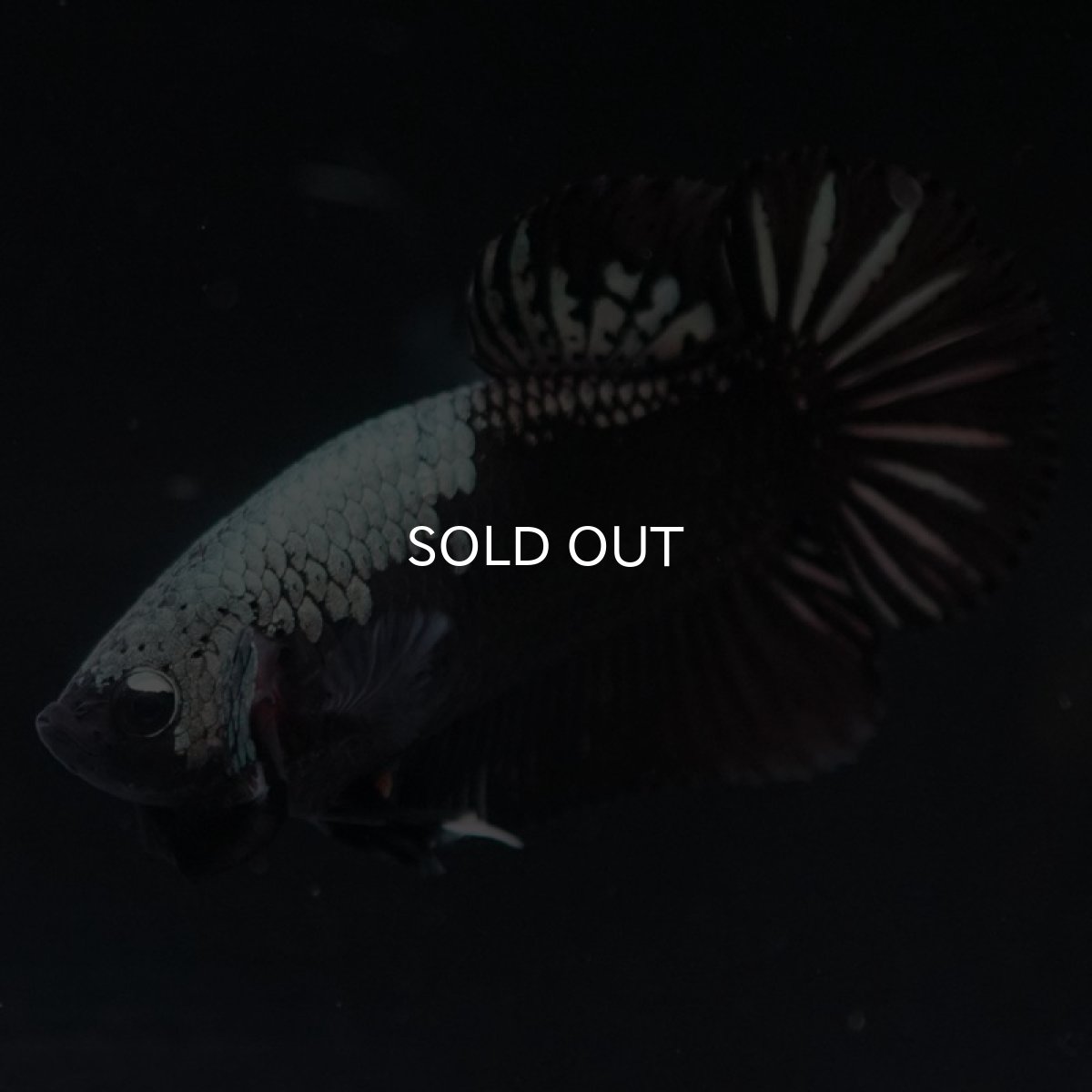 画像6: HMPK ブラックサムライ (6)