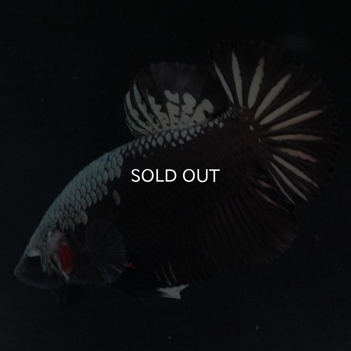 画像4: HMPK ブラックサムライ (4)