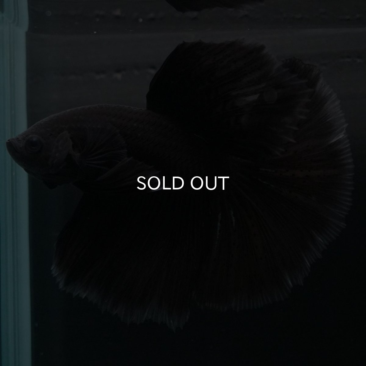 画像2: HM ファンシーブラック (2)