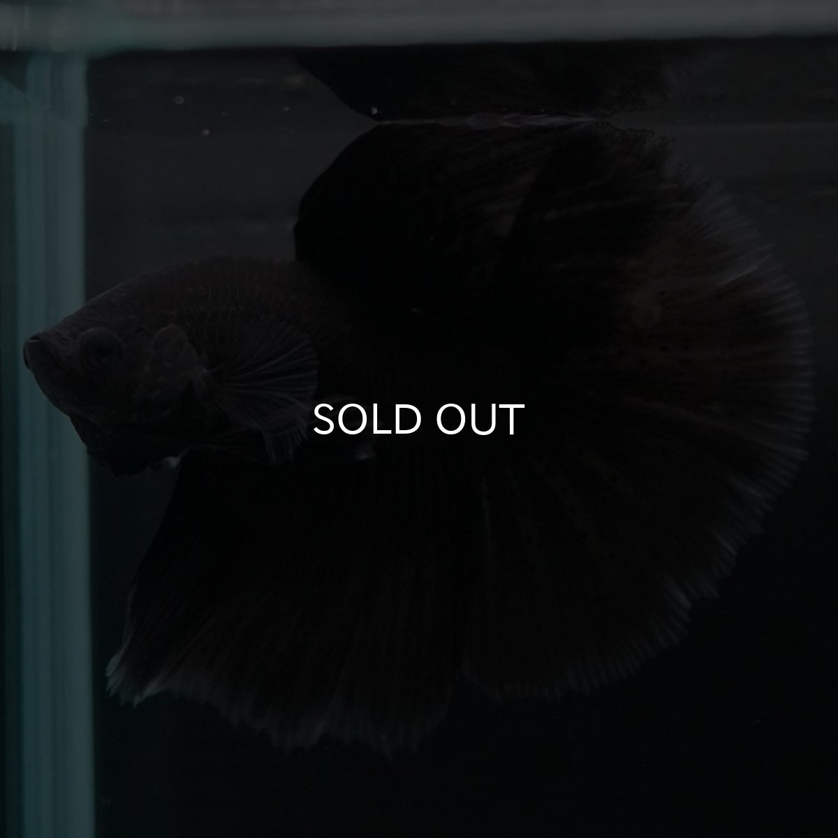 画像5: HM ファンシーブラック (5)