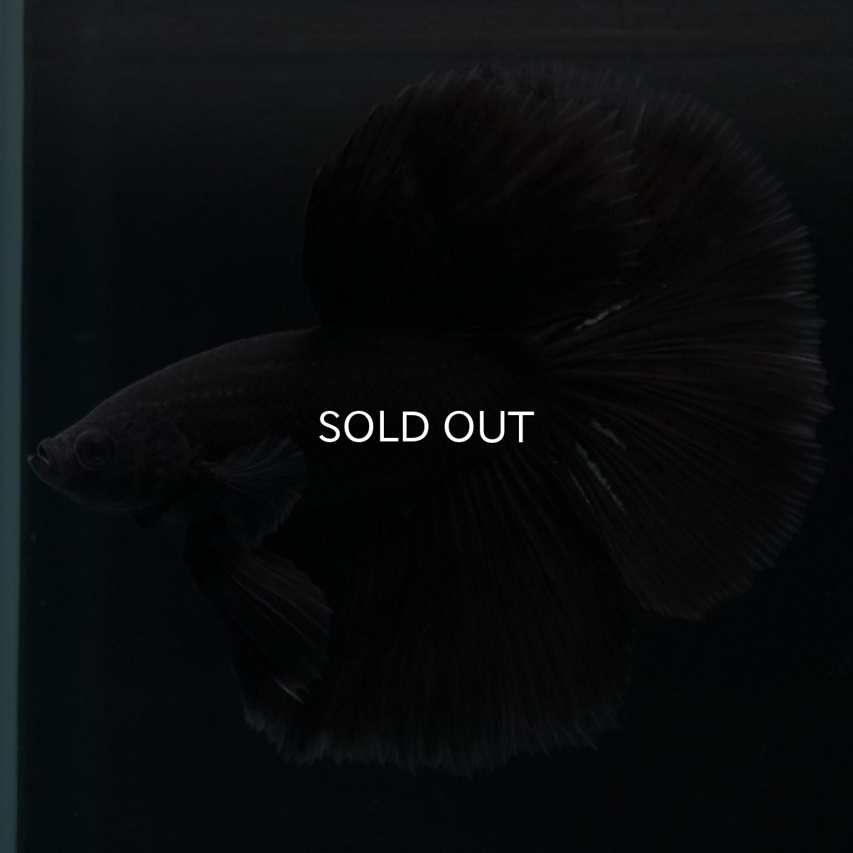 画像3: HM ファンシーブラック (3)