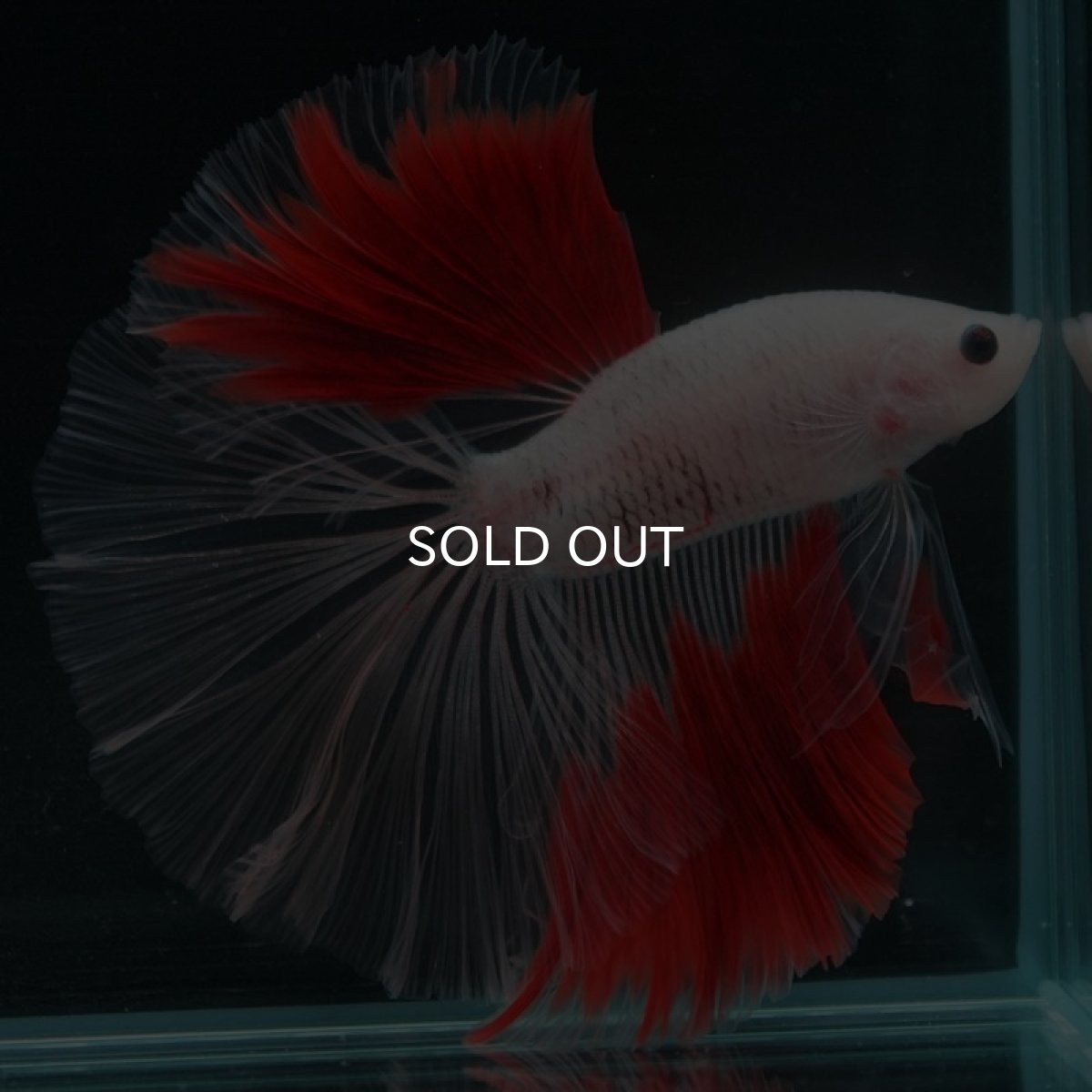 画像6: HM 紅白 クリアフィン (6)