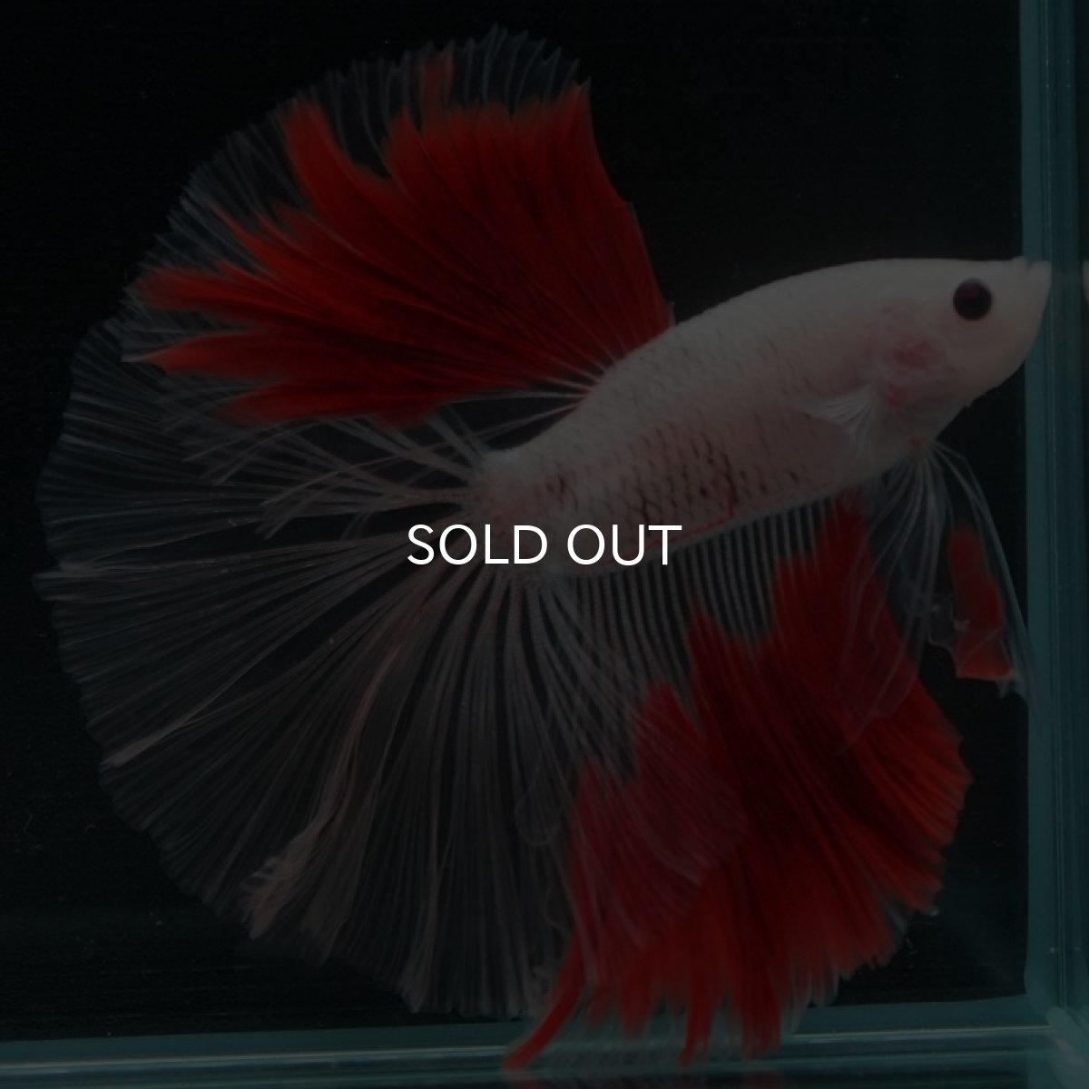 画像4: HM 紅白 クリアフィン (4)