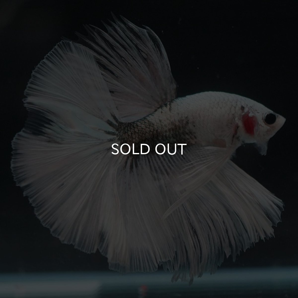 画像5: HM ホワイトカッパー (5)