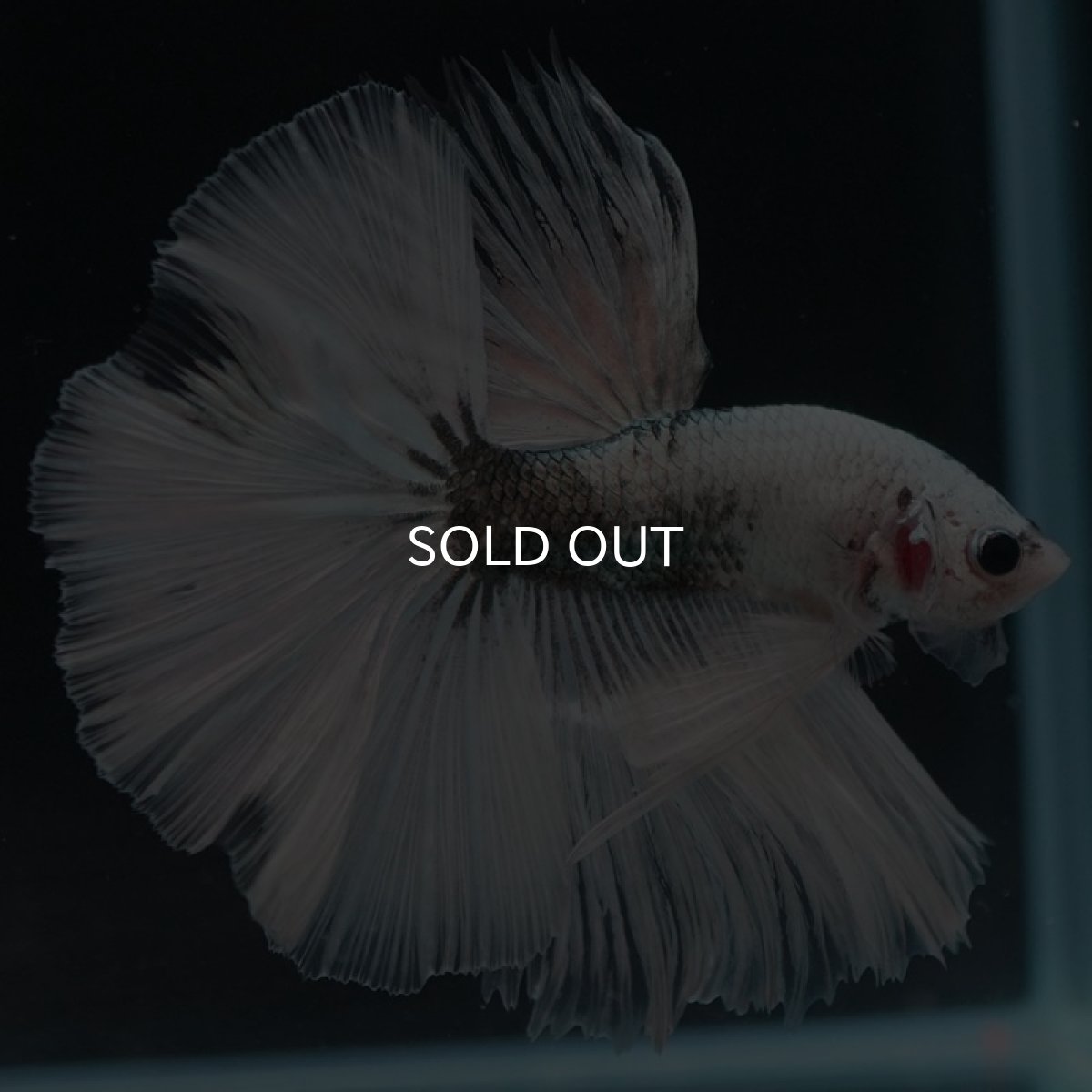 画像3: HM ホワイトカッパー (3)