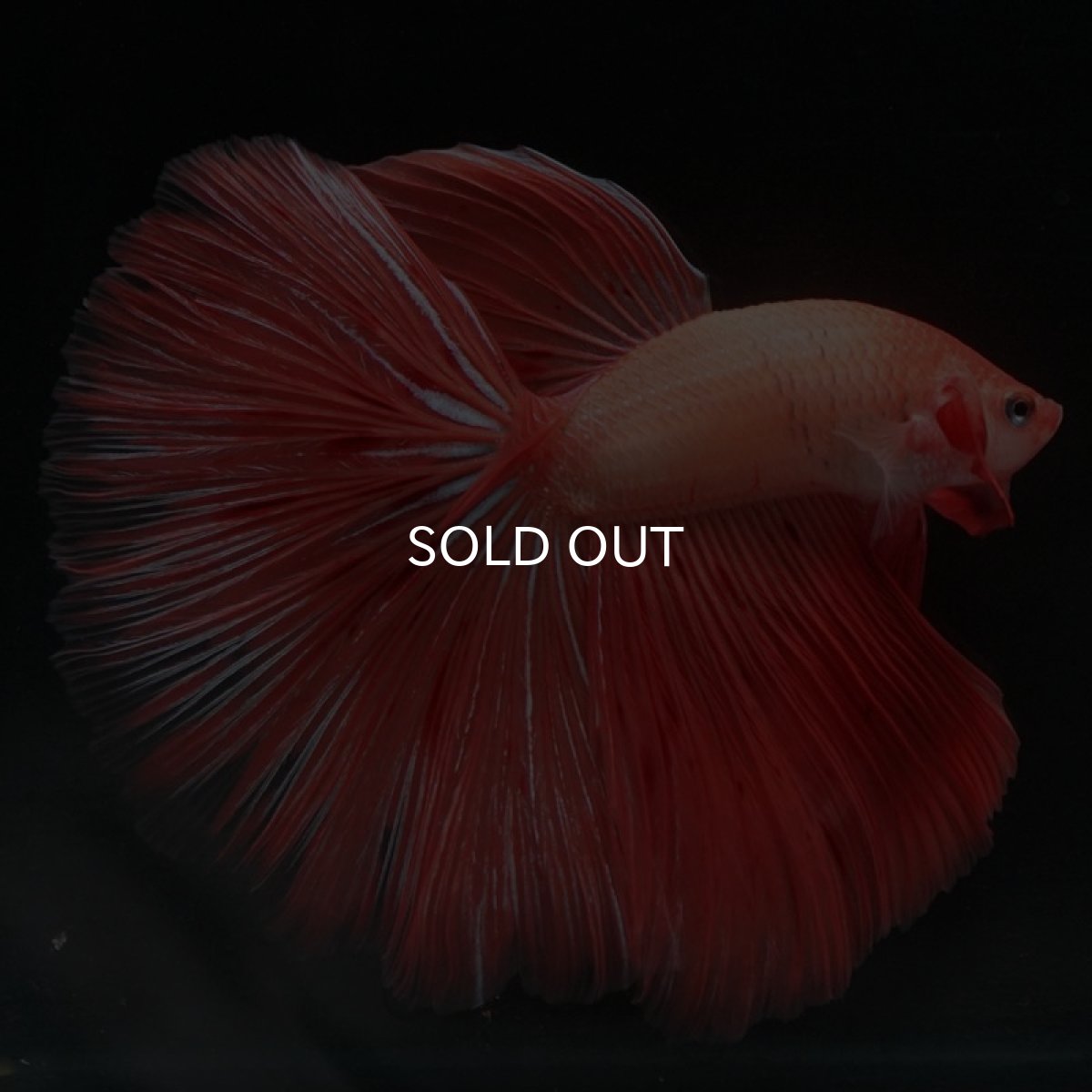 画像8: HM アルマゲドン (8)