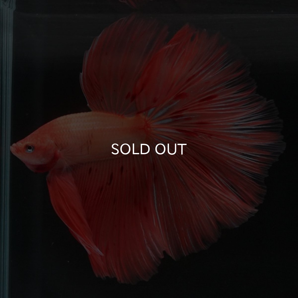 画像2: HM アルマゲドン (2)