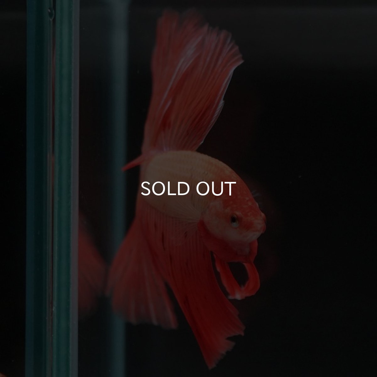 画像6: HM アルマゲドン (6)