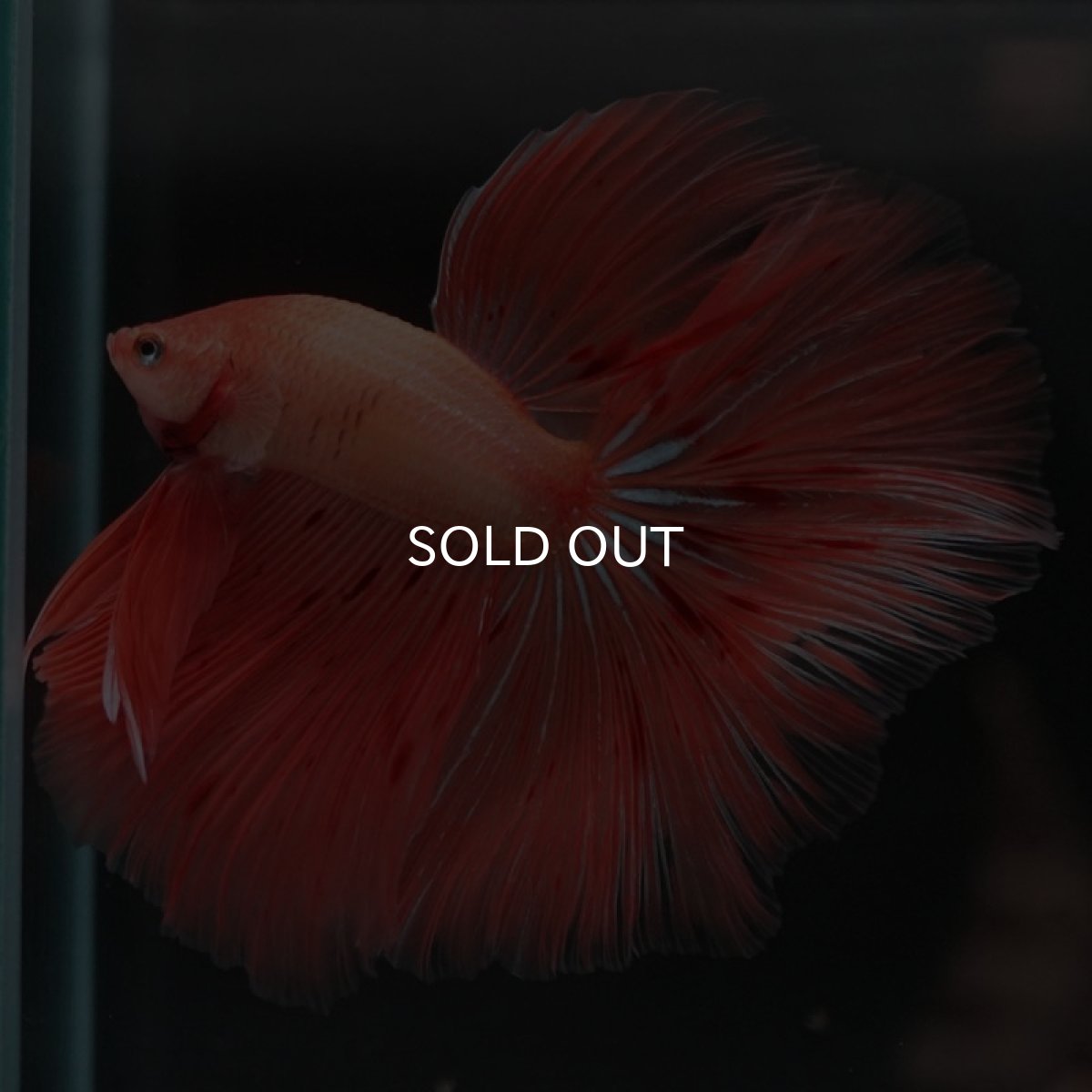 画像4: HM アルマゲドン (4)