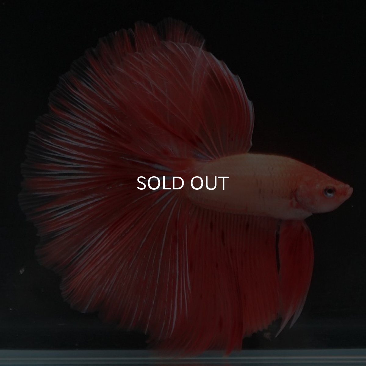 画像7: HM アルマゲドン (7)