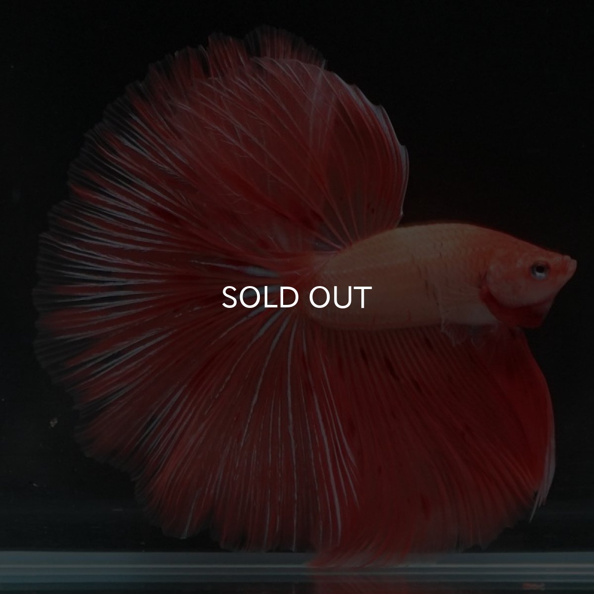 画像5: HM アルマゲドン (5)