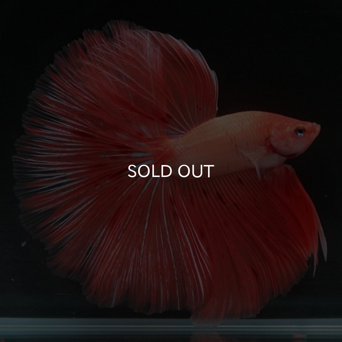 画像3: HM アルマゲドン (3)