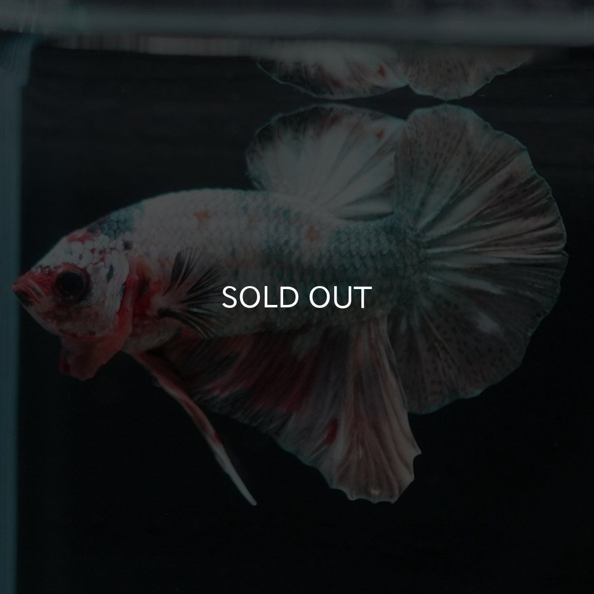 画像8: HMPK　キャンディカッパー (8)