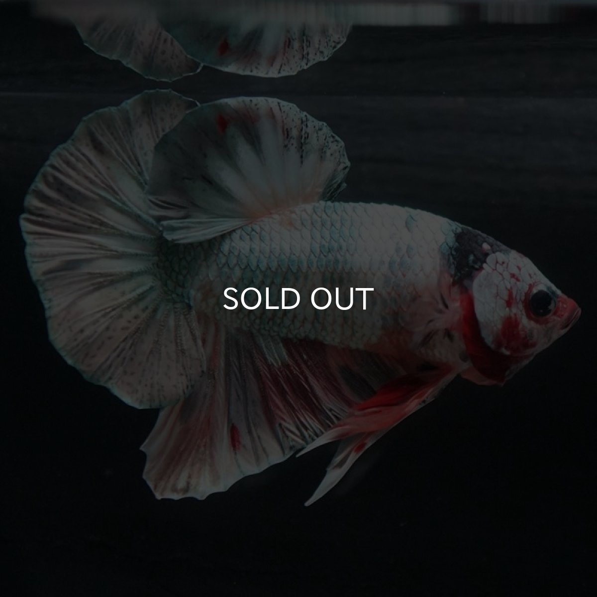 画像7: HMPK　キャンディカッパー (7)