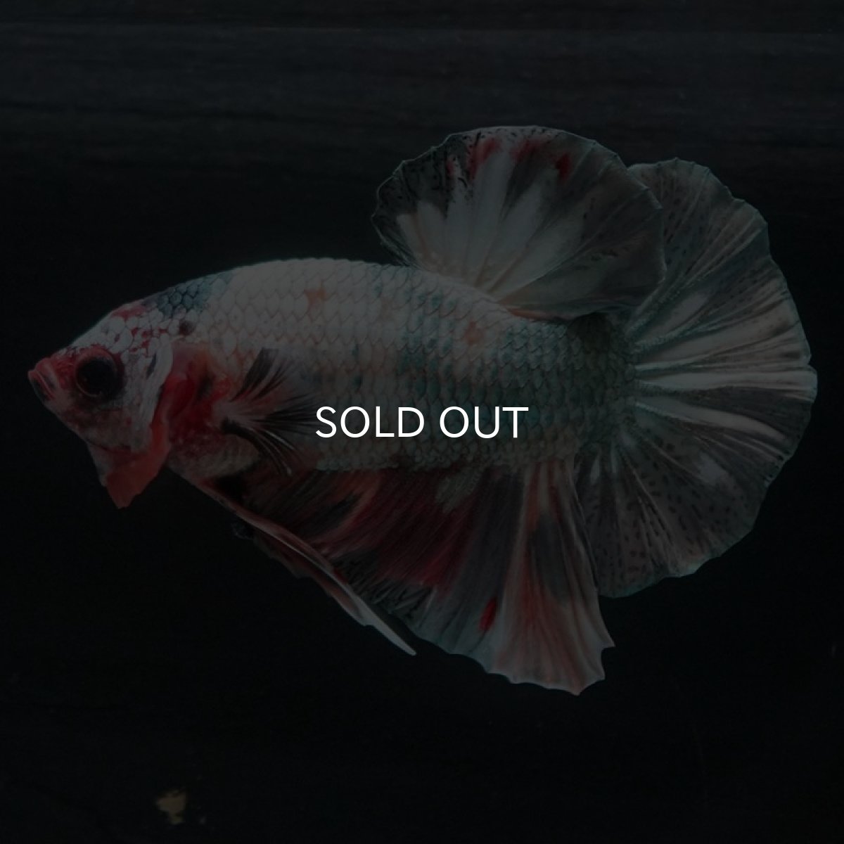 画像3: HMPK　キャンディカッパー (3)