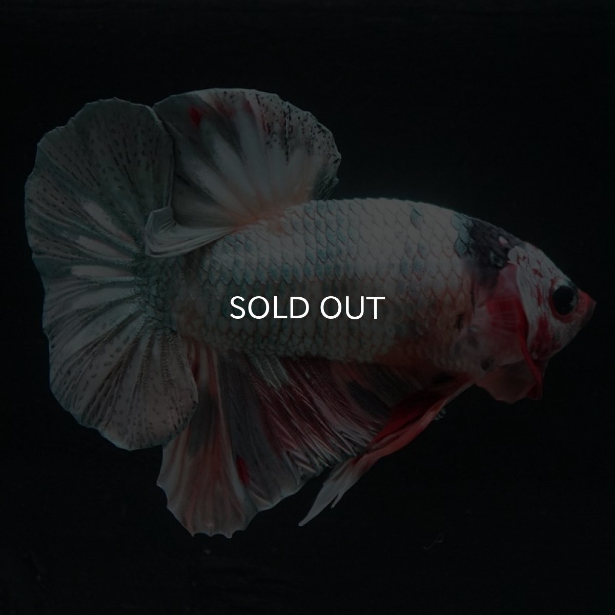 画像2: HMPK　キャンディカッパー (2)