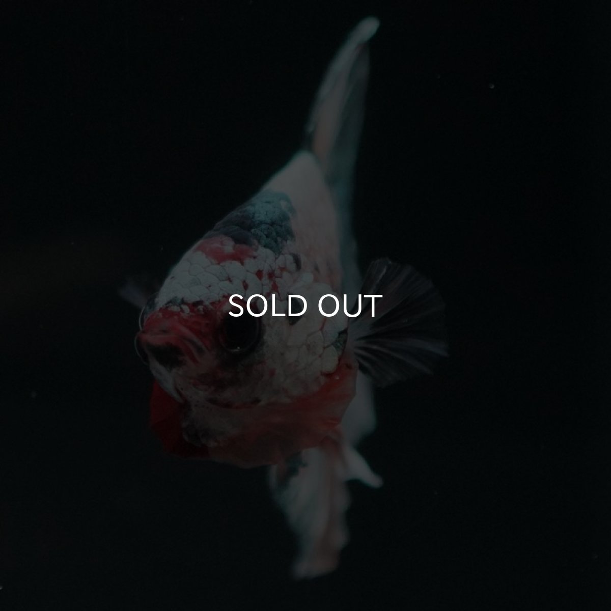 画像4: HMPK　キャンディカッパー (4)