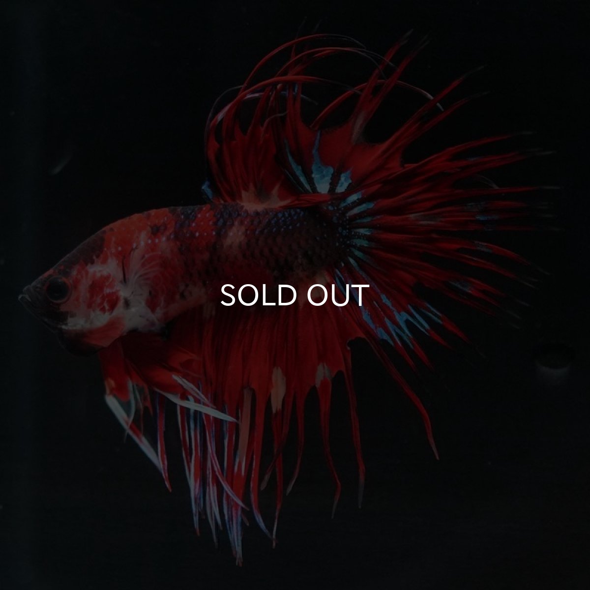 画像8: CT キャンディ (8)