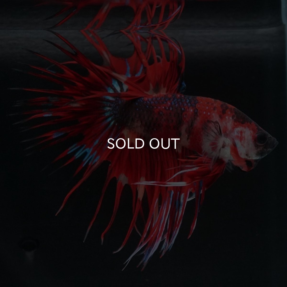 画像6: CT キャンディ (6)