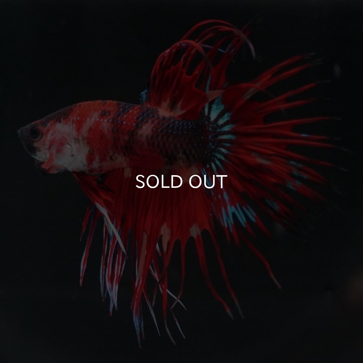 画像5: CT キャンディ (5)