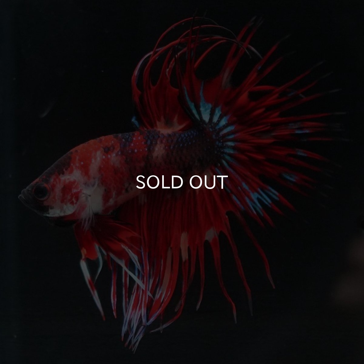 画像2: CT キャンディ (2)